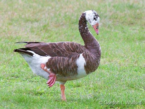 Strange Goose_25939.jpg - Feral Greylag (barnyard) goose photographed at Ottawa, Ontario, Canada.